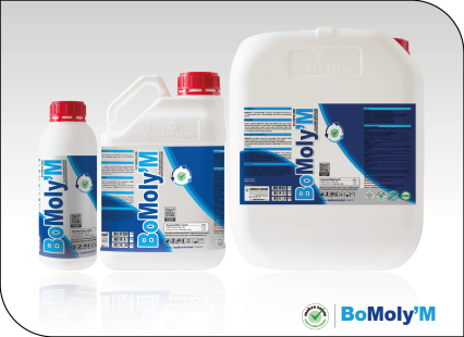 BoMoly ' M